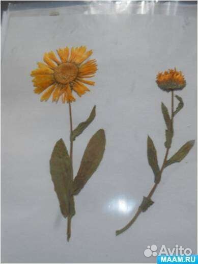 Оформление гербариев