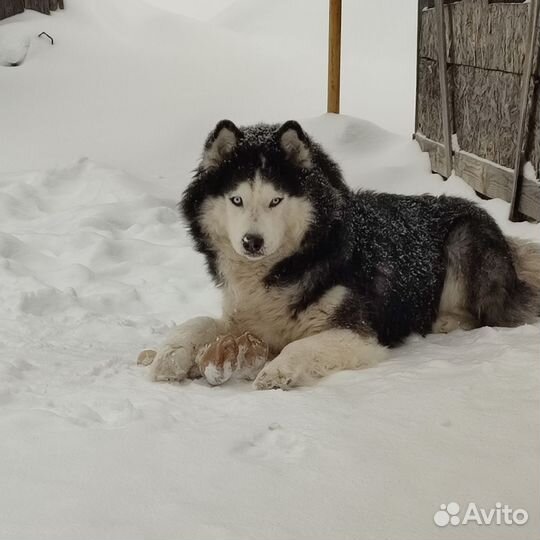 Сибирская хаски