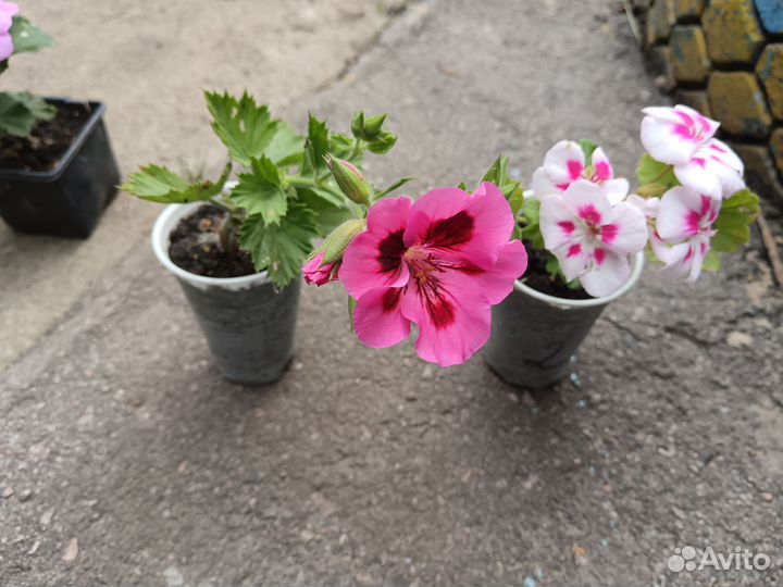 Пеларгония