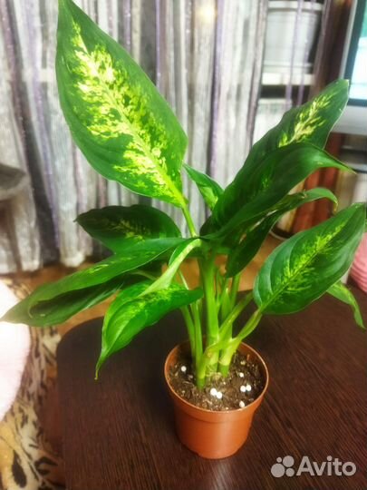 Диффенбахия