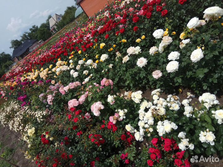 Саженцы роз