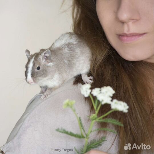 Передержка дегу, крыс, шиншилл, грызунов