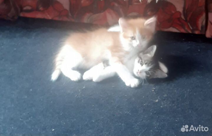 Кошка в дар бесплатно