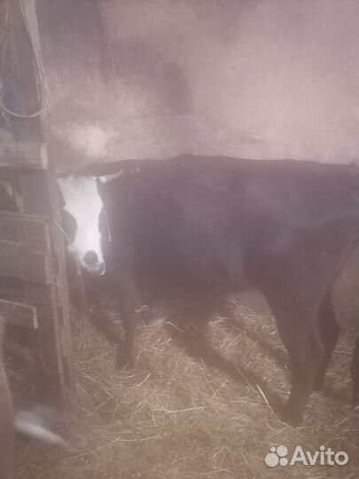 Телочки стельные