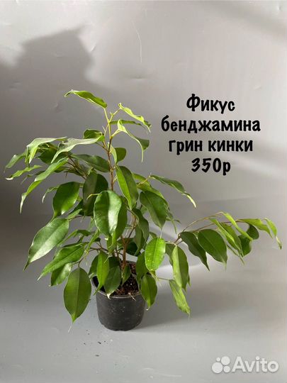 Фикус бенджамина грин кинки