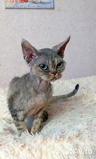 Девон рекс котик