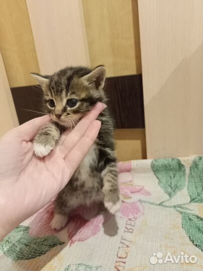 Котята мальчики