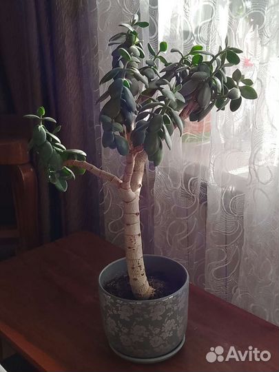 Денежное дерево