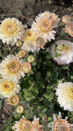 Хризантема кустовая