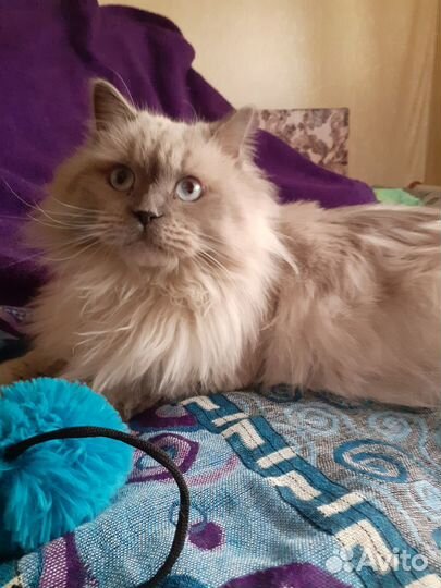 Восхитительный кот