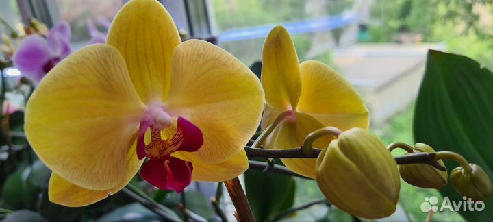 Орхидея фаленопсис