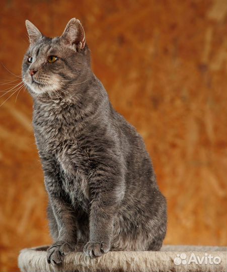 Общительный кот Миша в добрые руки