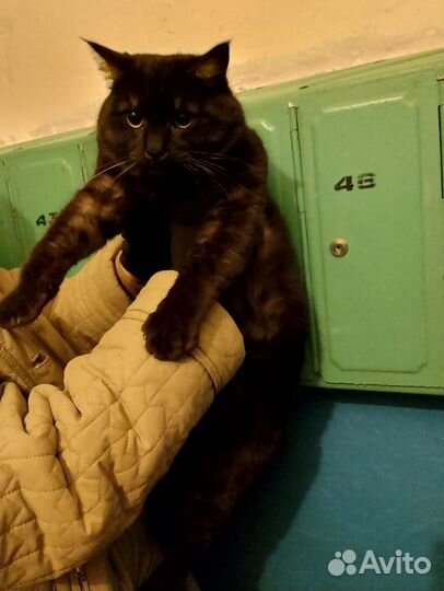 Сибирский котик