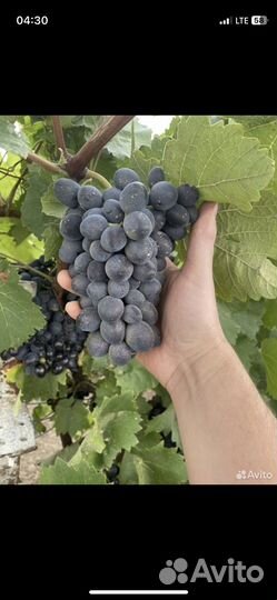 Виноград на вино,на чачу, на сок