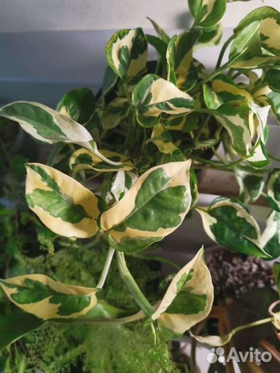 Черенки ампельных растений