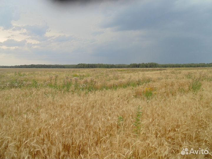 Продам пшеницу 300 тонн