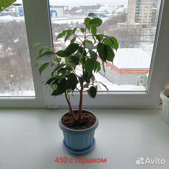 Фикус бенджамина