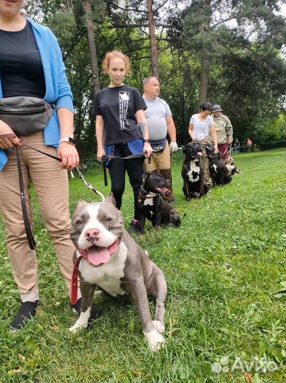 Дрессировка собак