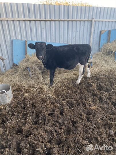 Продам телят,корову