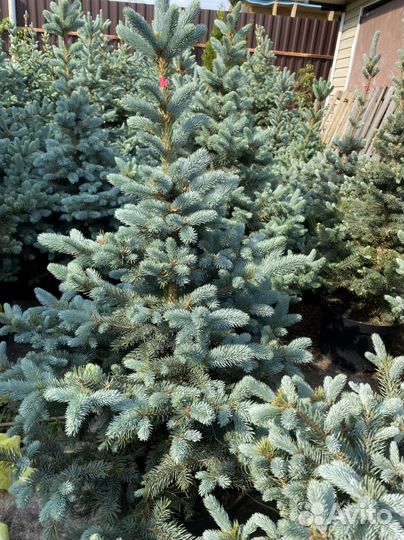 Ель голубая