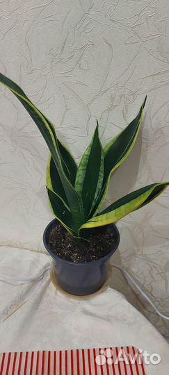 Сансевиерия 
