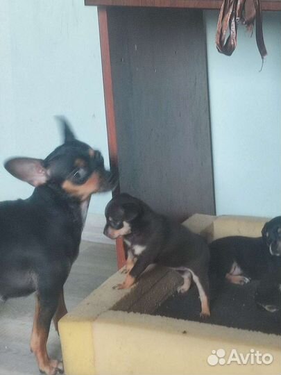 Щенки русский той-терьер