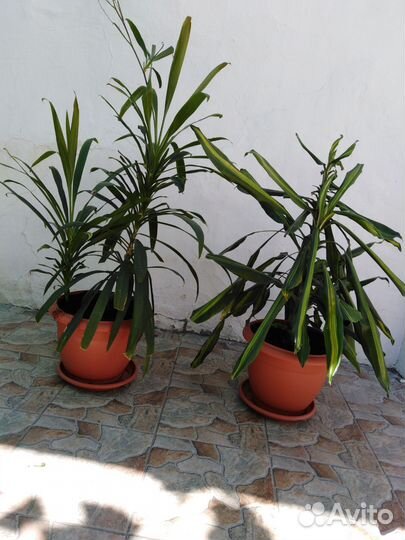 Комнатные растения цветы большие. Пальма драцена