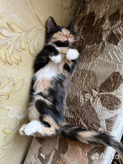 Котятки красивые