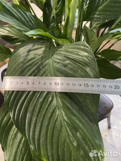 Спатифиллум