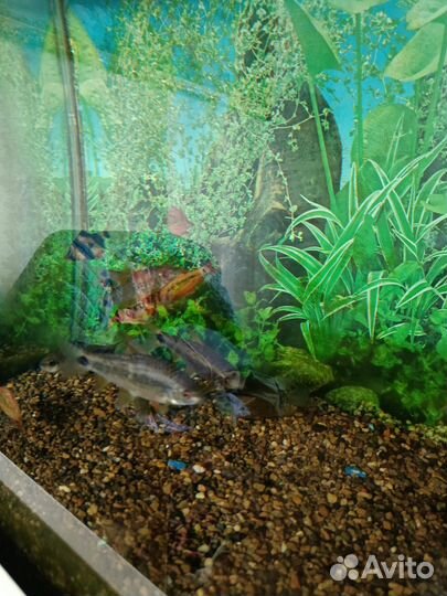 Астронотусы