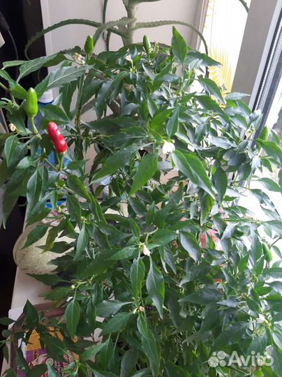 Рассада комнатного острого перца