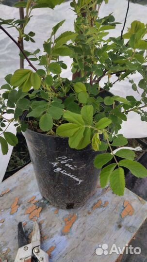 Роза, канадская неукрывная Свит Аделина, 7 литров