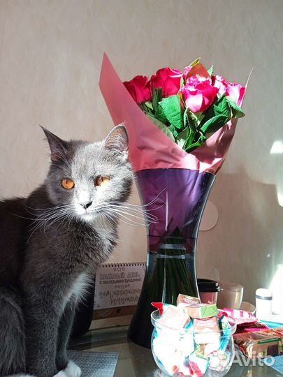 Метиз Британца котята