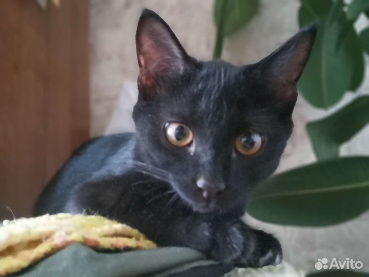 Котёнок мальчик бесплатно