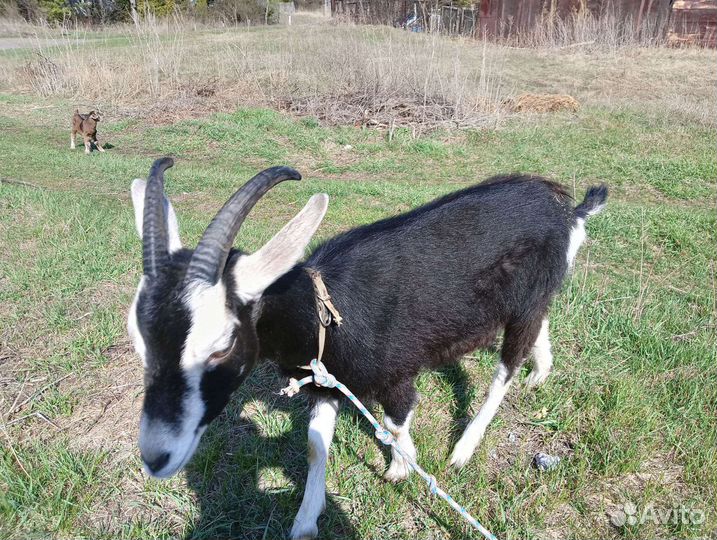 Козочка альпийская