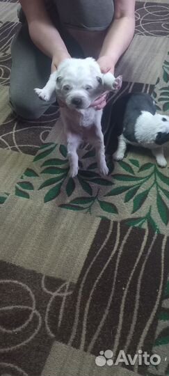 Щенки алабая