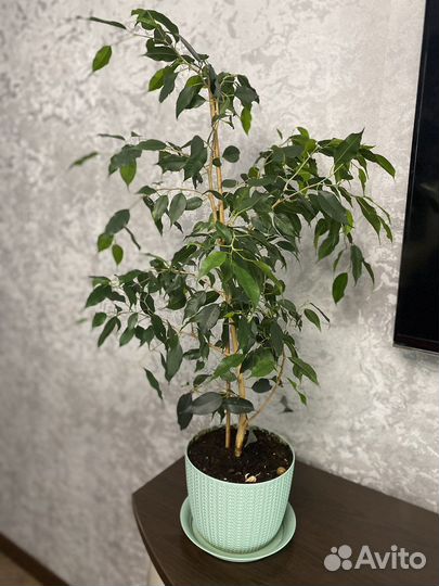 Фикус бенджамина