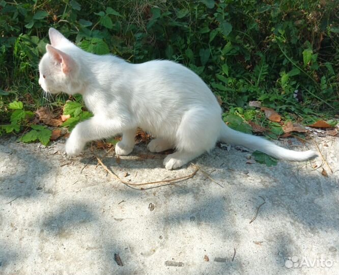Котятки в добрые ручки