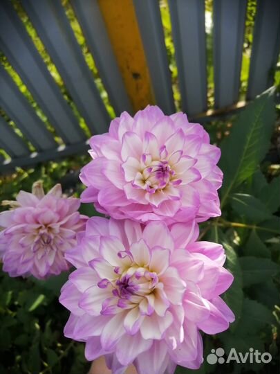 Георгины клубни