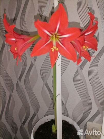 Комнатные цветы