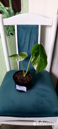 Монстера Альба