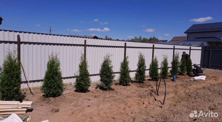 Туи колумна