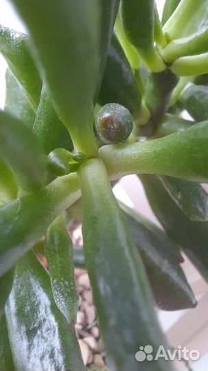 Толстянка крассула хоббит