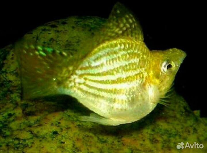 Барбусы и Велиферы