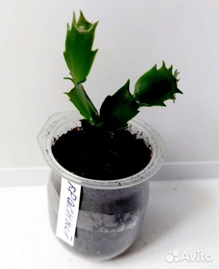 Шлюмбергера (декабрист),рипсалидопсис