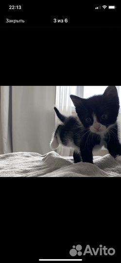 Котята от умной кошки