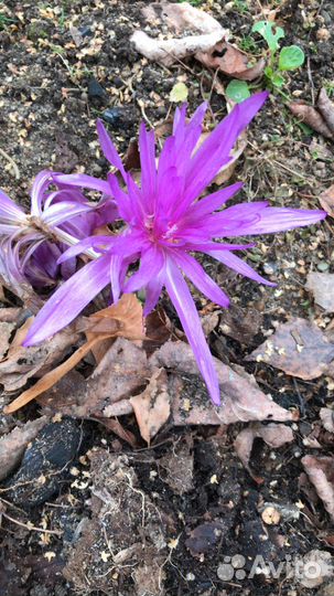 Луковицы безвременника простого и махрового