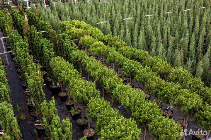 Саженцы можжевельников,елей, пихт, псевдотсуг.Опт