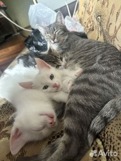 Отдам котят в добрые руки