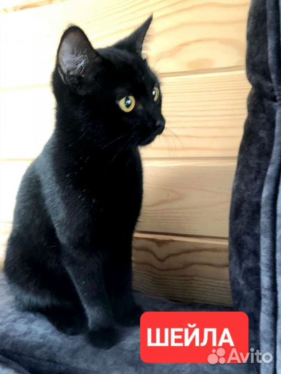 Кошка